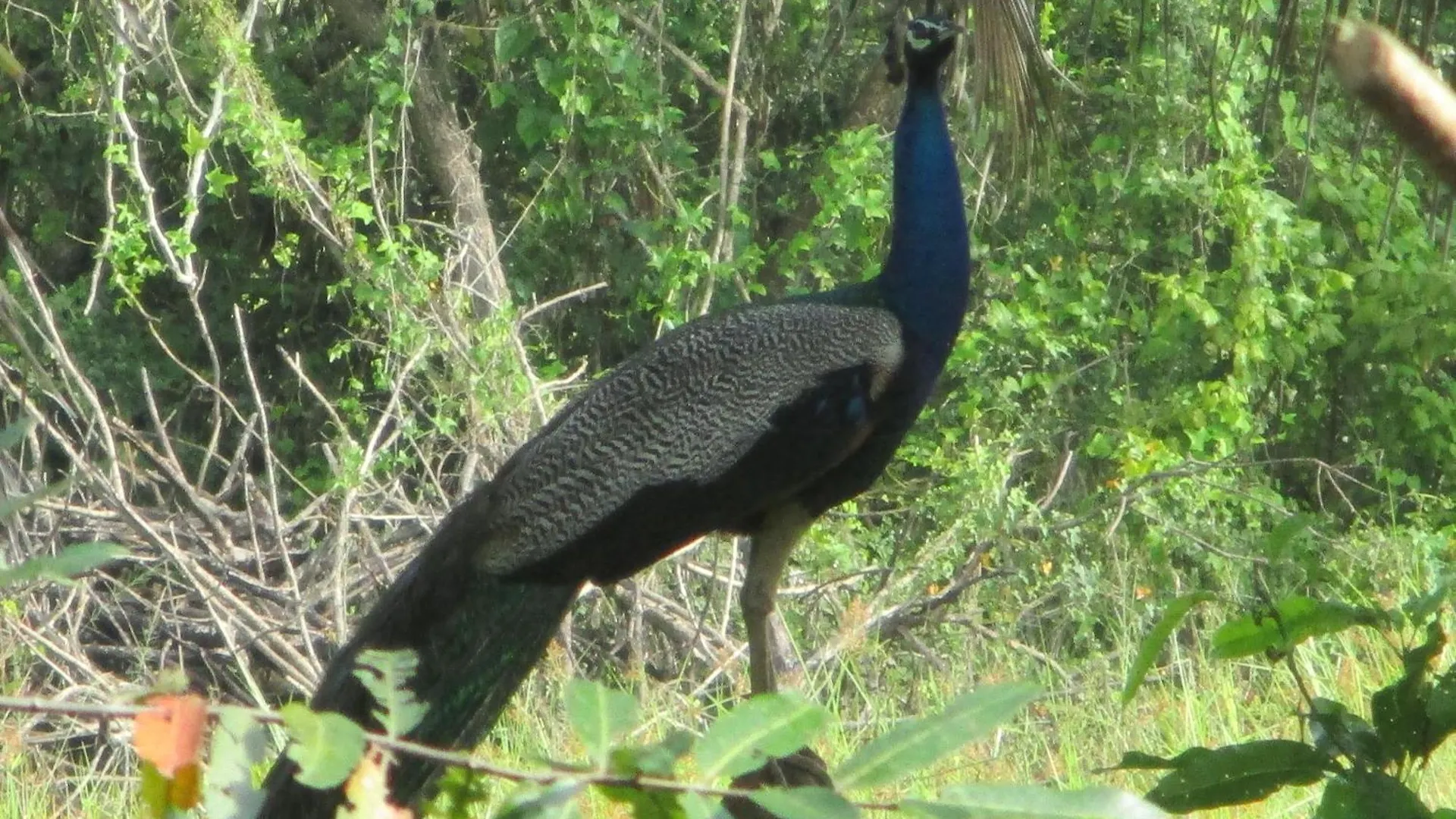 Peacock Lake Villa Habarana