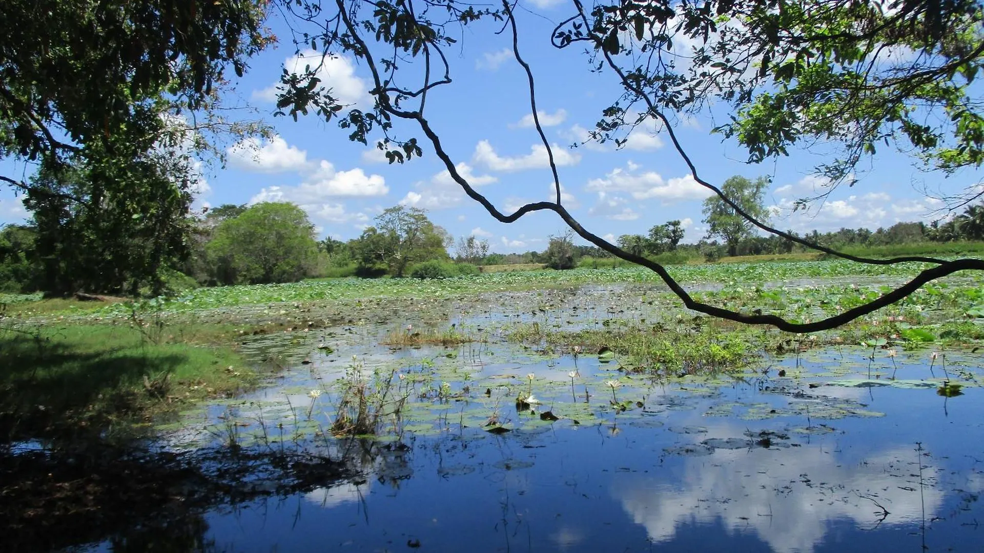 Peacock Lake Villa Habarana
